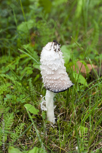 poison white mushroom