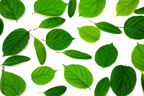 Green leaves isolated on white background