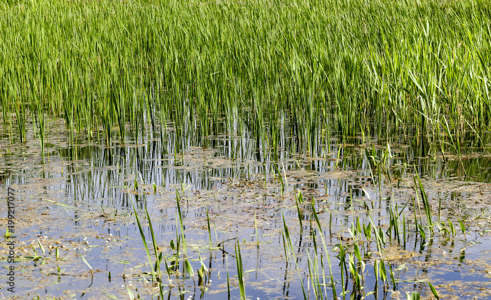 swamp grass spring swamp grass spring