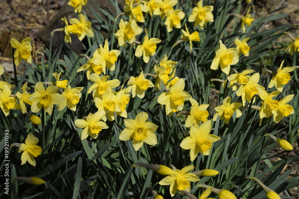 Fototapeta premium Spring flowering bulb plants in the flowerbed. Flowers daffodil yellow
