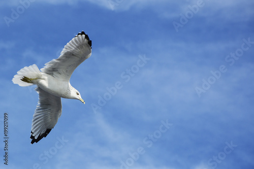 Seagull Flying