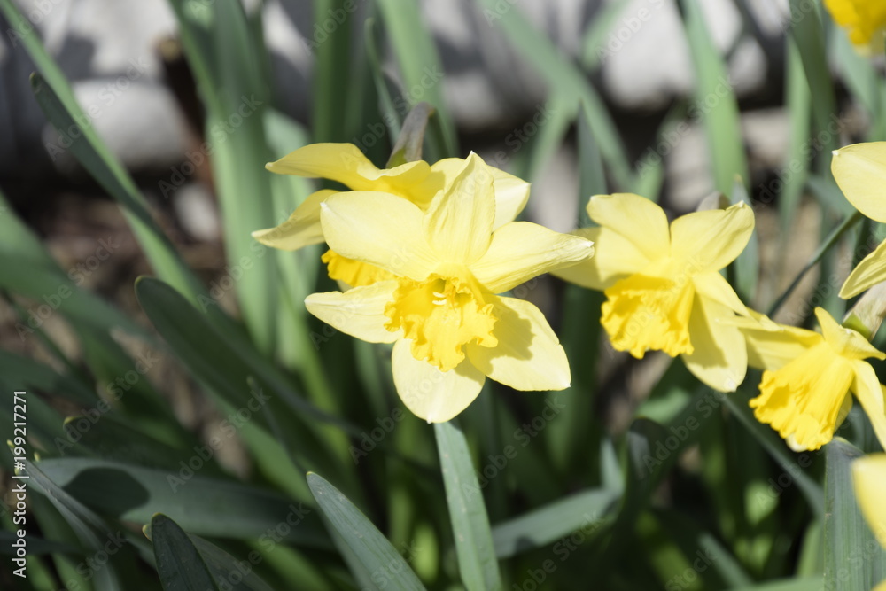 Spring flowering bulb plants in the flowerbed. Flowers daffodil yellow Spring flowering bulb plants in the flowerbed. Flowers daffodil yellow