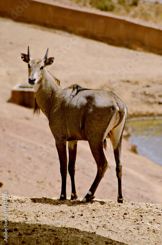 Macho de antilope nilgo o nilgai tambien cononido como toro azul