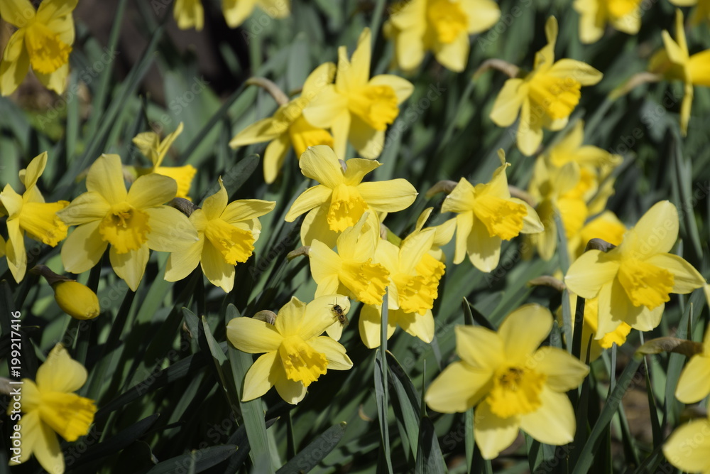 Fototapeta premium Spring flowering bulb plants in the flowerbed. Flowers daffodil yellow