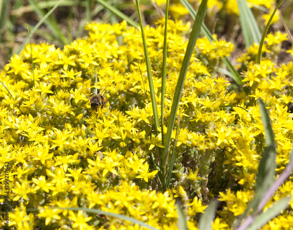 Obraz premium St. John's , closeup