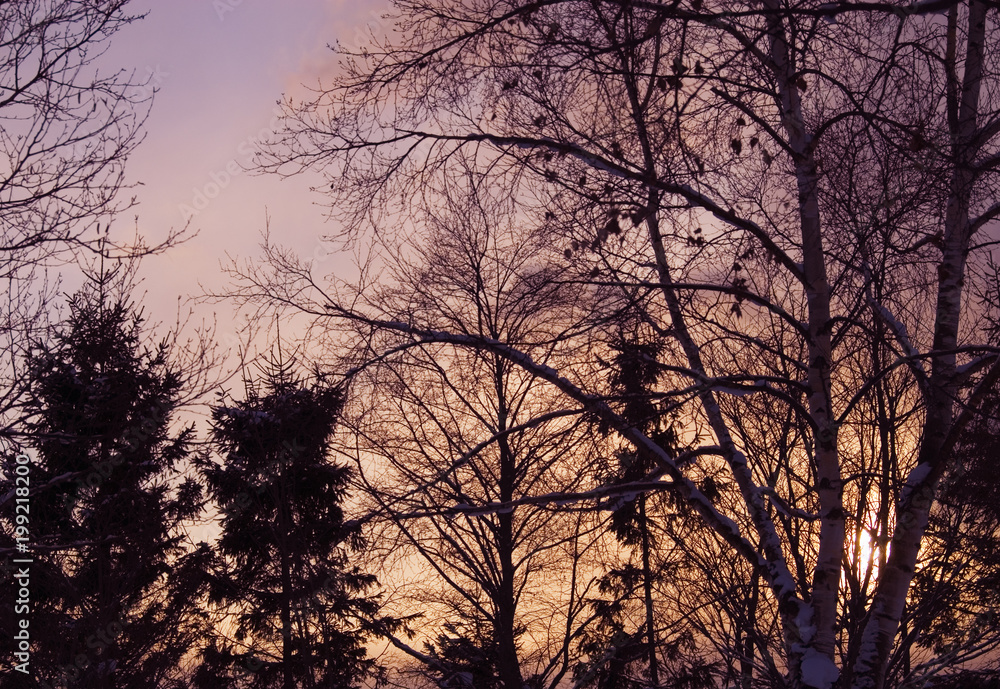 Obraz premium 冬 木 夕暮れ 空 素材