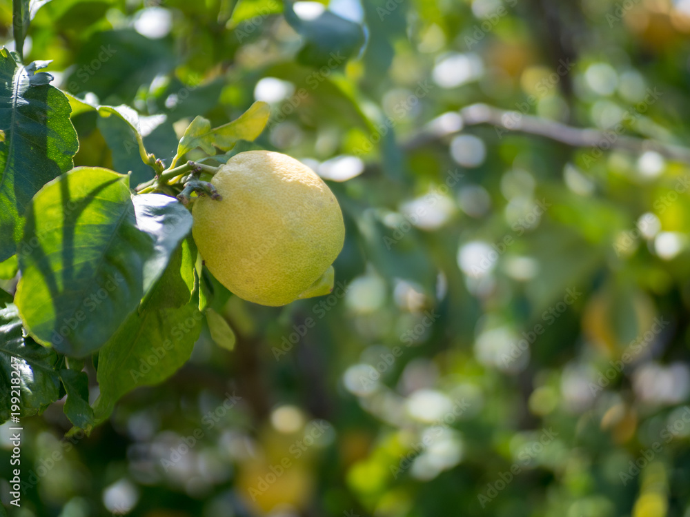 Ripe lemon hanging off of tree ready for harvest Ripe lemon hanging off of tree ready for harvest