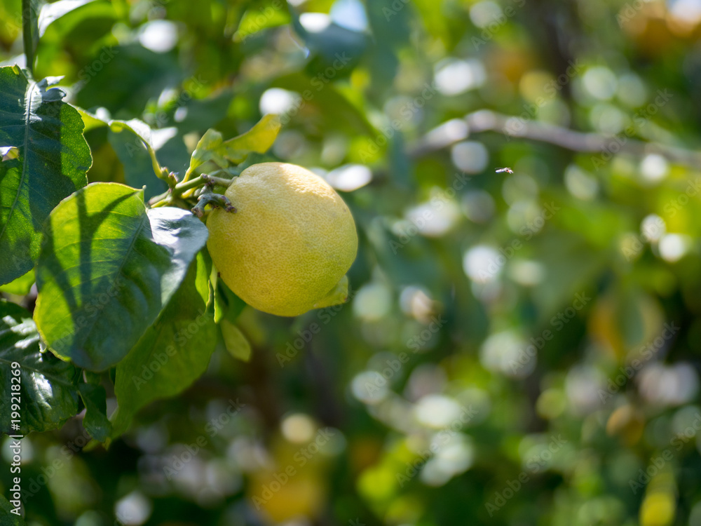 Ripe lemon hanging off of tree ready for harvest Ripe lemon hanging off of tree ready for harvest