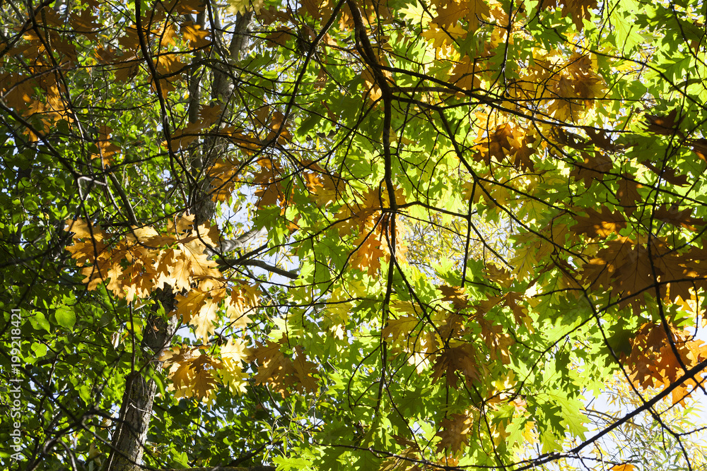 tree autumn crown tree autumn crown