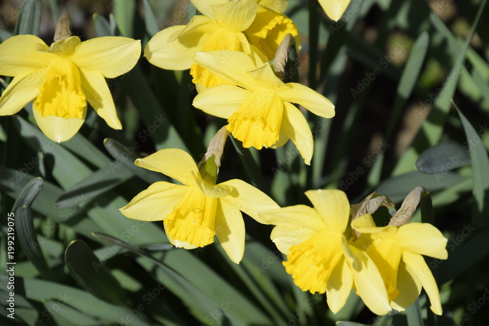 Spring flowering bulb plants in the flowerbed. Flowers daffodil yellow Spring flowering bulb plants in the flowerbed. Flowers daffodil yellow