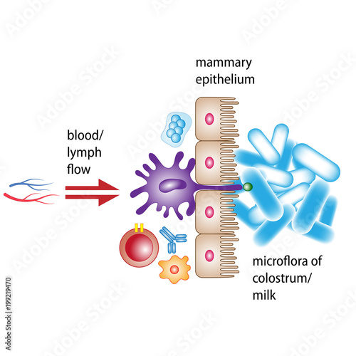 The microflora of the mother s milk, which enters the baby s intestines and forms the immune system