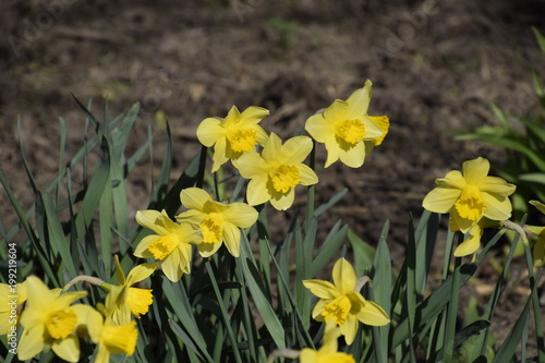 Fototapeta Naklejka Na Ścianę i Meble -  Spring flowering bulb plants in the flowerbed. Flowers daffodil yellow