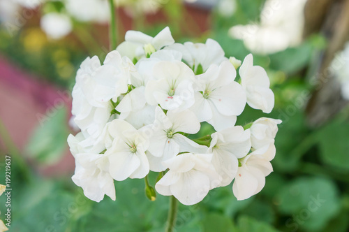 Fototapeta Naklejka Na Ścianę i Meble -  White Geranium flower in a garden.