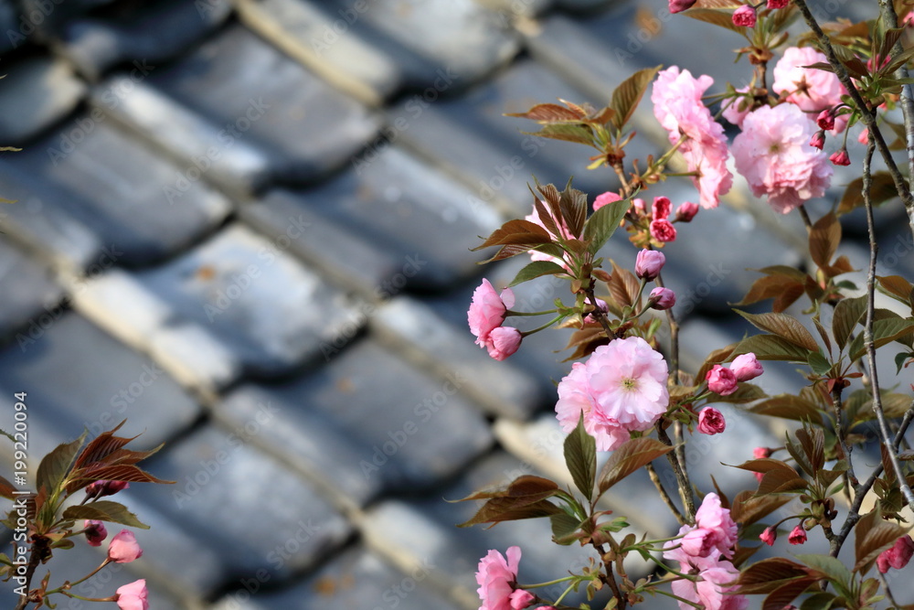 八重桜と屋根瓦