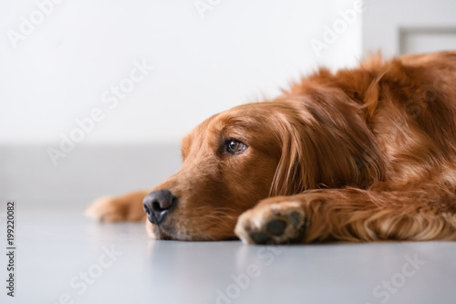 Cute golden retriever on the ground