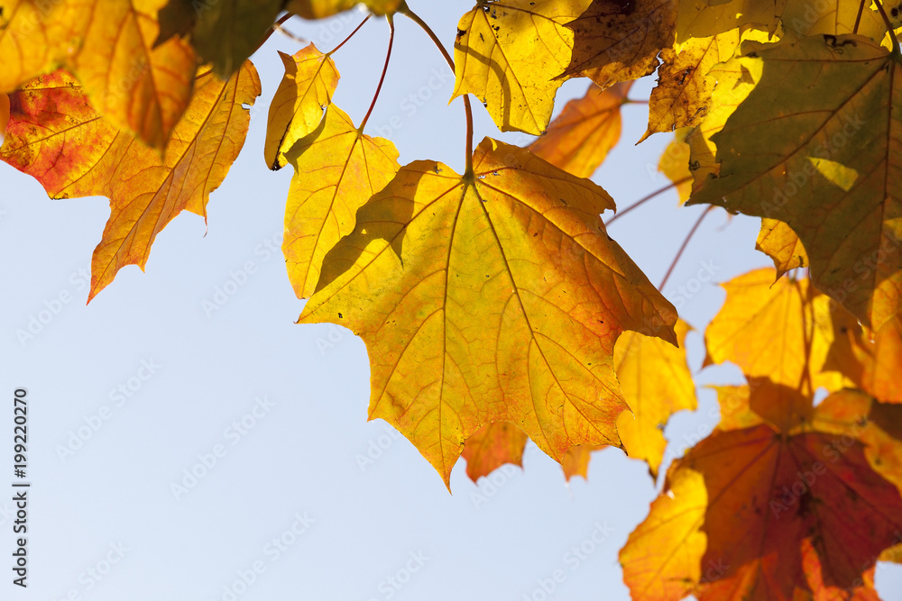 Fototapeta premium autumn on forest