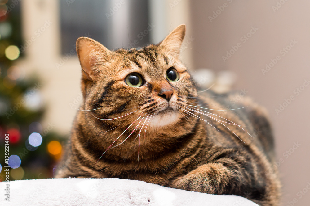 Naklejka premium Chat