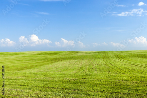 Green wheat field © rsooll