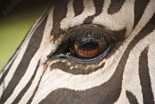 Detalle del ojo de una cebra adulta