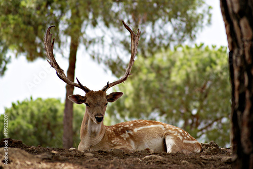 Ciervo macho duermiento a la sombra de los pinos y eucaliptos © Azahara