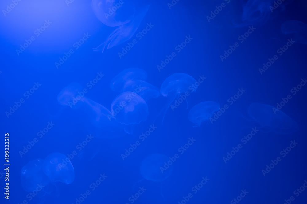 Group of Jellyfish Aurelia aurita for background Group of Jellyfish Aurelia aurita for background