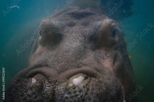 hippo