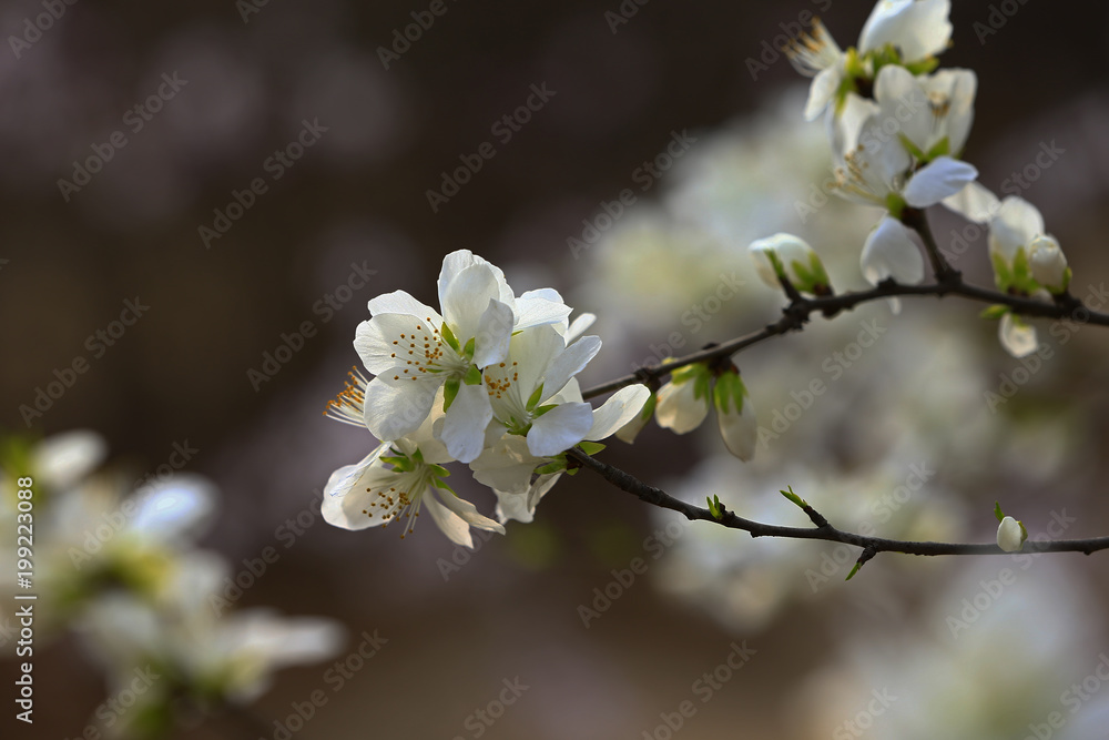 Apricot flowers blooming Apricot flowers blooming