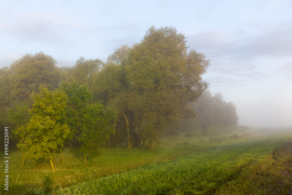 Fototapeta premium forest in fog