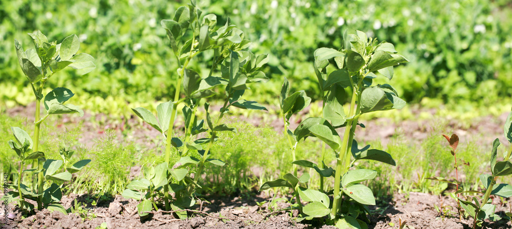 grains de feves fraiches
