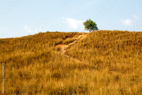 Yellow dry grass on hill face with a tree on top
