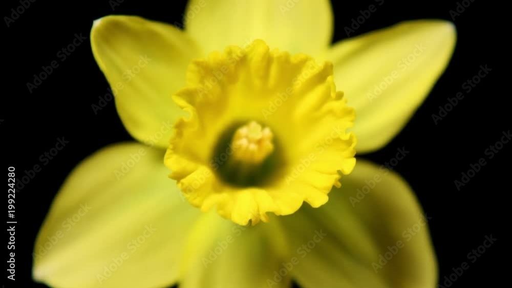 Beautiful time lapse of a flower opening up. Beautiful time lapse of a flower opening up.