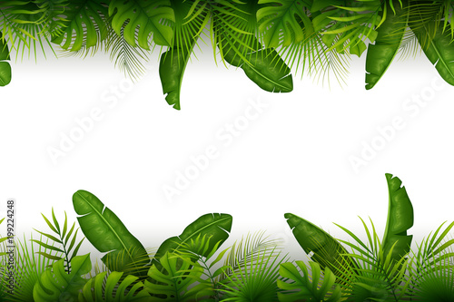 Tropical jungle background with palm trees and leaves on white background