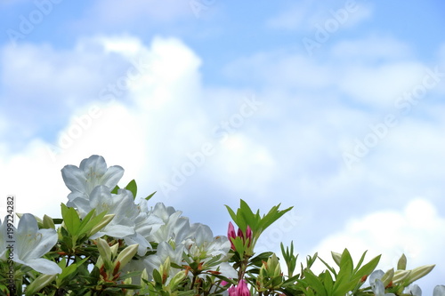空と新緑