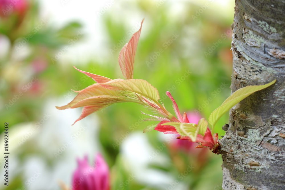 桜の若葉