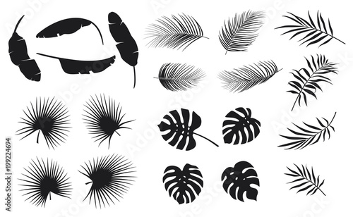 Set of tropical leaves plants on a white background