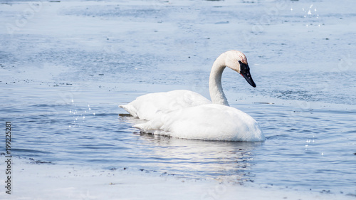 Swan couple are swimming at icy lake in early spring of Minnesota