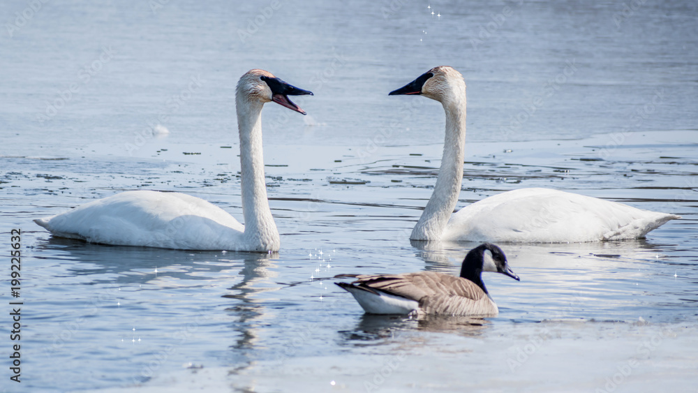 Swan couple are swimming at icy lake in early spring of Minnesota Swan couple are swimming at icy lake in early spring of Minnesota