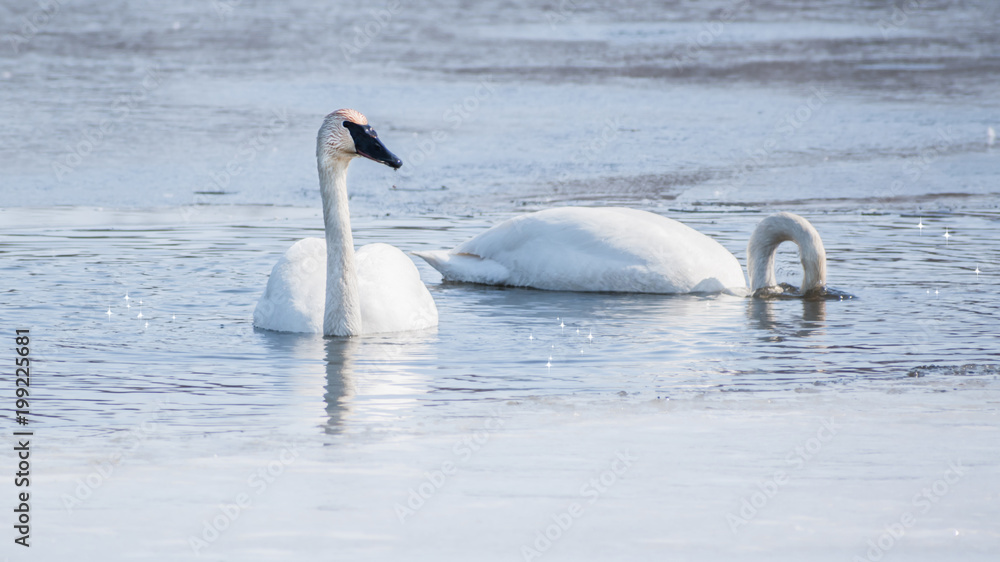 Swan couple are swimming at icy lake in early spring of Minnesota