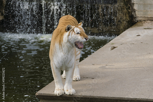 Hembra de tigre de bangala con una mutacion genetica photo