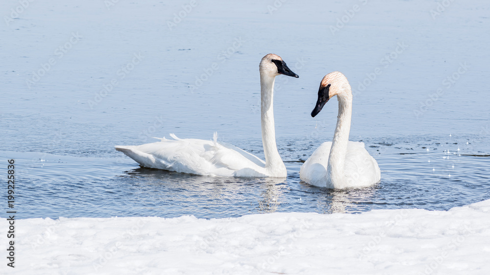 Obraz premium Swan couple are swimming at icy lake in early spring of Minnesota