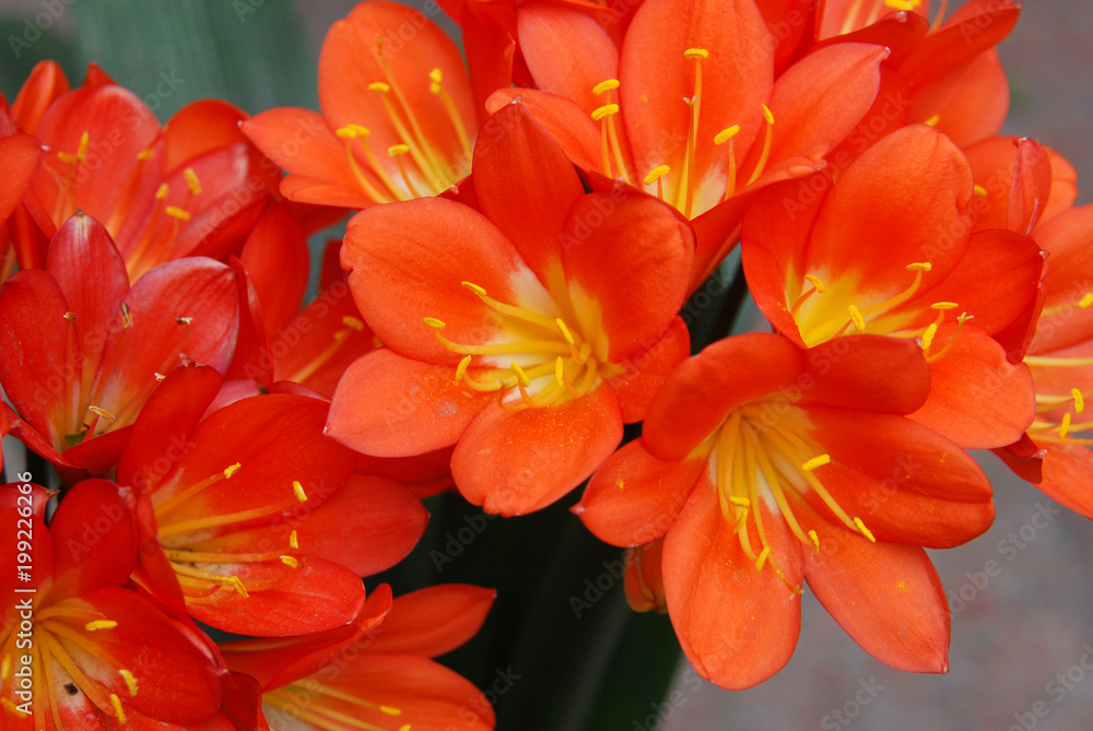 Obraz premium close up on clivia flower blooming in spring