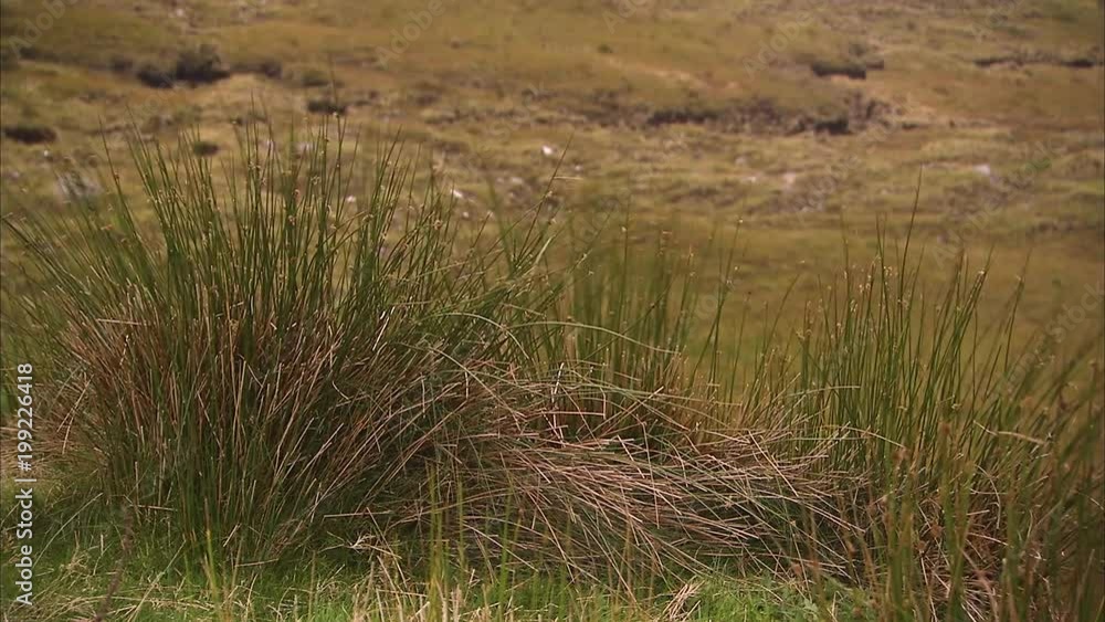 A full shot of a grass with winds A full shot of a grass with winds