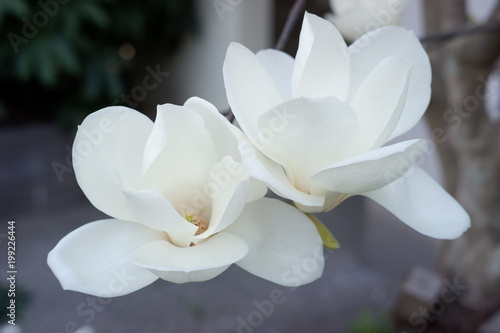 Focus bokea flower