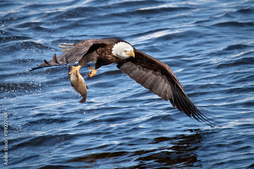 Bald eagle snatching a fish from water