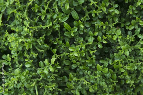 Wallpaper Mural The beauty of green leaves.(Close-up)/Strange designs from the leaves, the natural creation for us. Torontodigital.ca