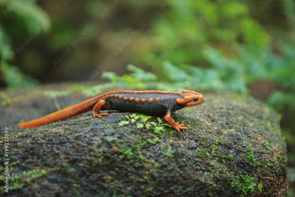 Animal Adult Himalayan Newt Also Known As Crocodile Newt Crocodile  Salamander Himalayan Salamander And Red Knobby Newt High-Res Stock Video  Footage - Getty Images