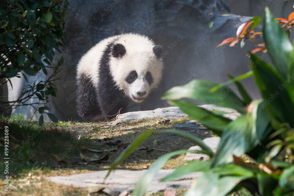 Obraz premium Panda cub walking in sunshine, Chengdu, China