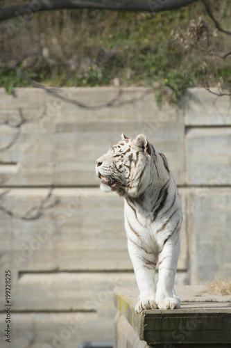 Un macho de tigre de bengala