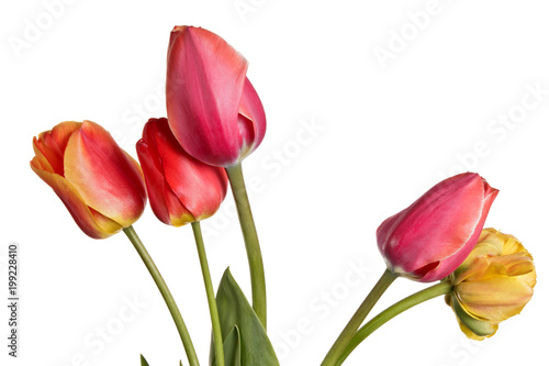 Garden Flower bouquet from colorful tulips. Isolation on a white background