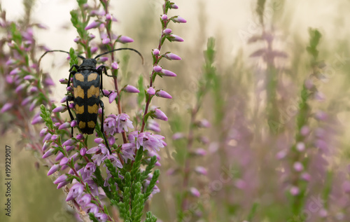 Longhorn beetle, Leptura quadrifasciata on heather